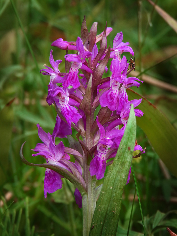 vstavačovec májový pravý Dactylorhiza majalis subsp. majalis (Reincherb.) Hunt & Summerh.