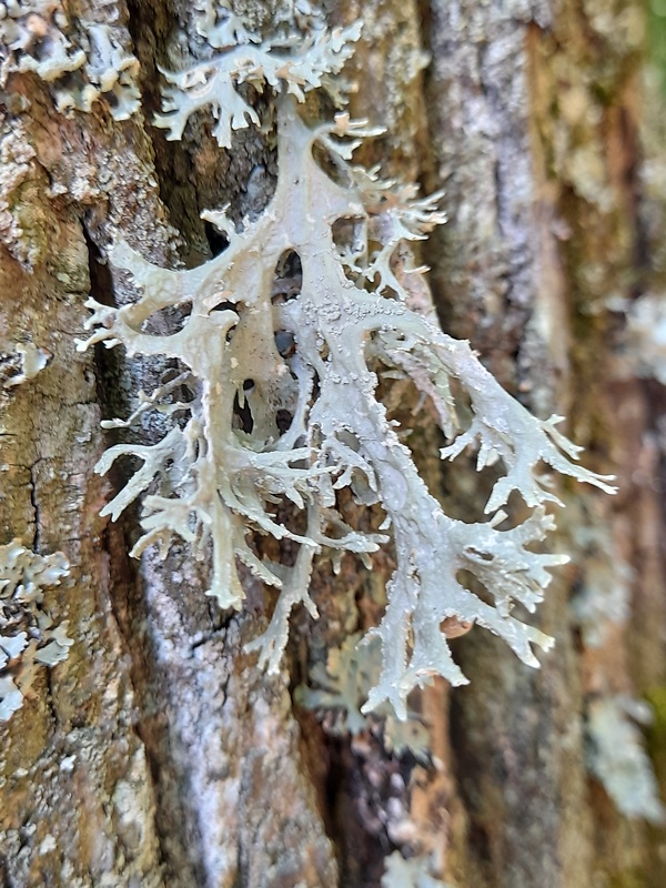 konárnik slivkový Evernia prunastri (L.) Ach.