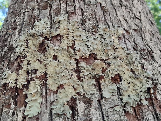 diskovka kučeravá Flavoparmelia caperata (L.) Hale