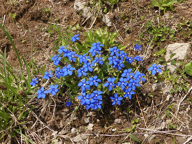 horec jarný Gentiana verna L.