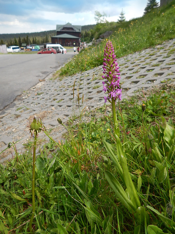 päťprstnica obyčajná Gymnadenia conopsea (L.) R. Br.