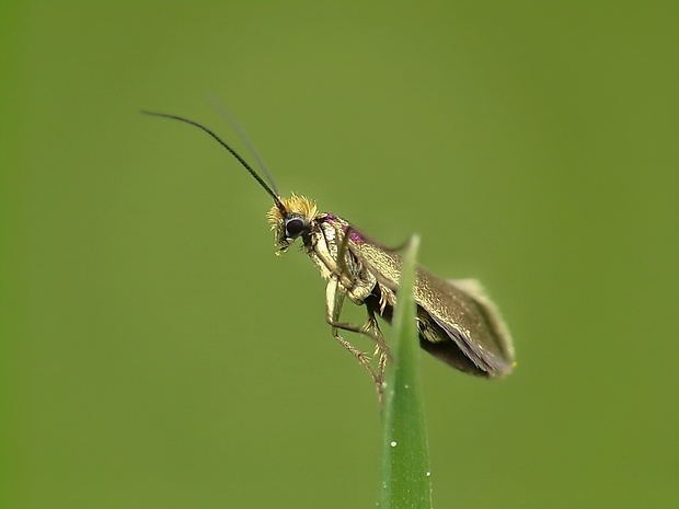 potočníkovec záružľový Micropterix calthella