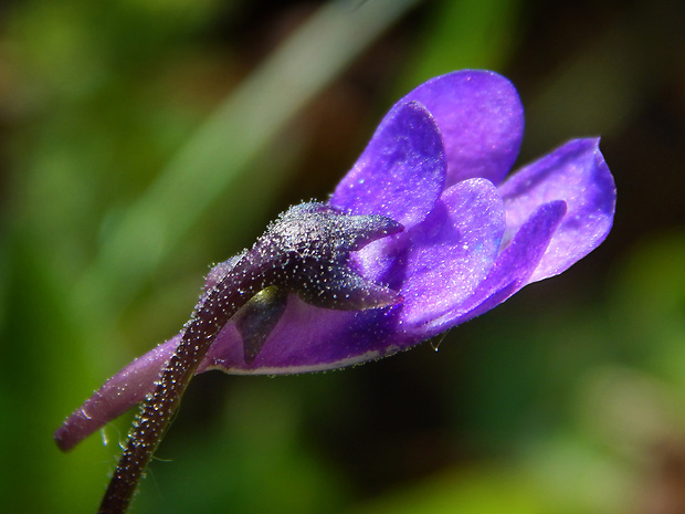 tučnica obyčajná Pinguicula vulgaris L.