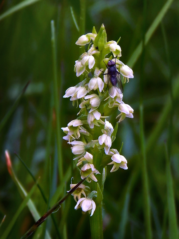 bieloprst belavý Pseudorchis albida (L.) Á. Löve et D. Löve