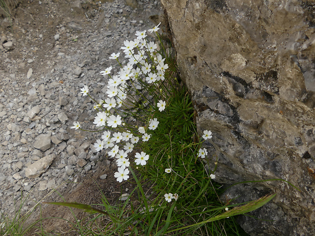 pochybok biely Androsace lactea L.