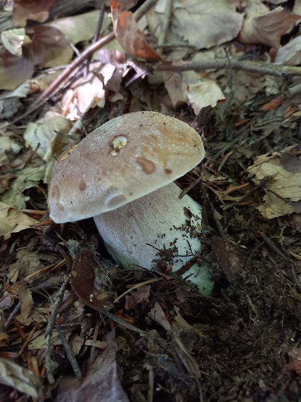 hríb smrekový Boletus edulis Bull.