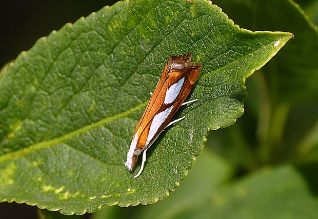 trávovec metlicový Catoptria pinella