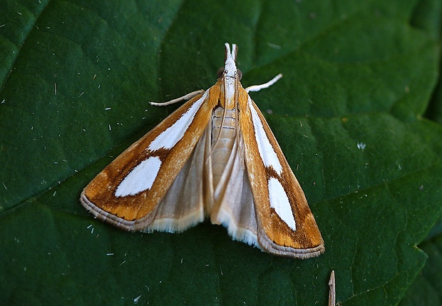 trávovec metlicový Catoptria pinella