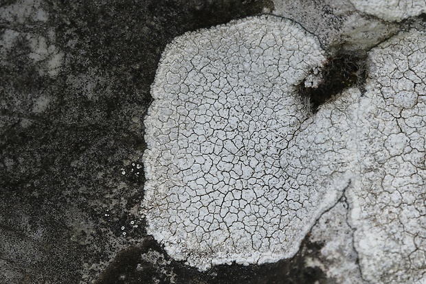 manovník Circinaria calcarea (L.) A. Nordin, Savić & Tibell