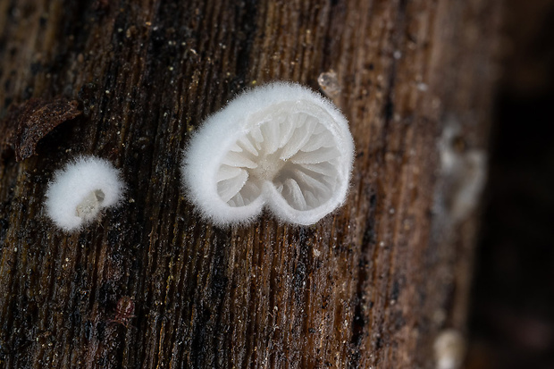 machovka Hobsonova Clitopilus hobsonii (Berk.) P.D. Orton