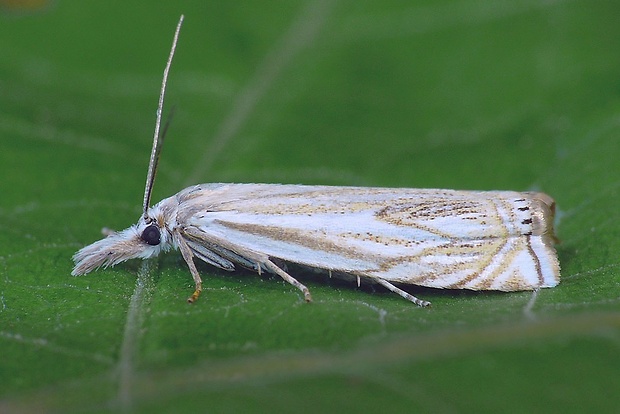 trávovec lúčny (sk) / travařík obecný (cz) Crambus lathoniellus (Zincken, 1817)