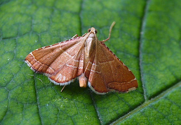 vijačka plamenná Endotricha flammealis