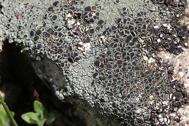 lekanora Lecanora campestris subsp. campestris (Schaer.) Hue