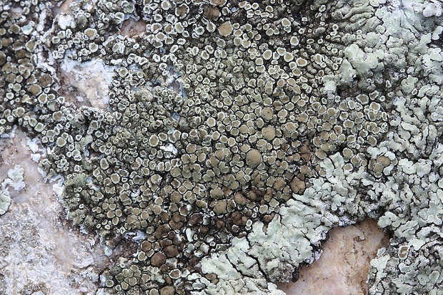 lekanora Lecanora sp.