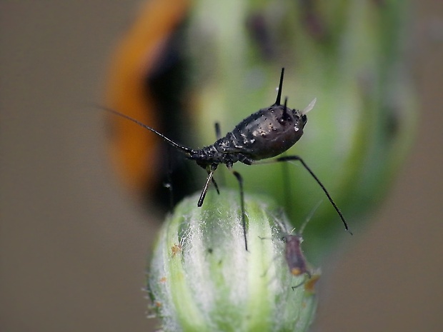 vôška Acaudinum sp.