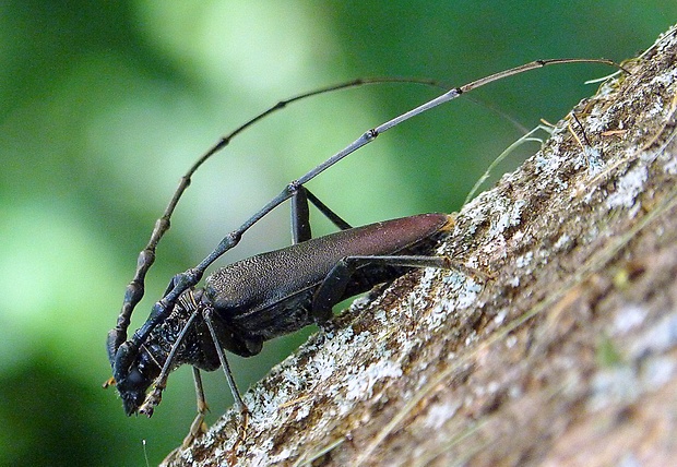 fuzáč veľký Cerambyx cerdo