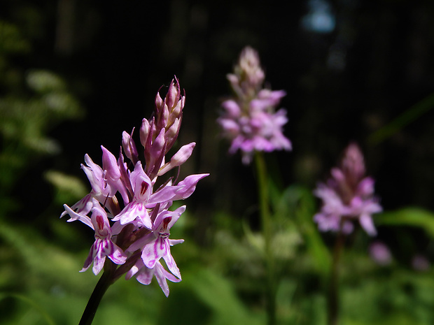 vstavačovec fuchsov pravý Dactylorhiza fuchsii subsp. fuchsii (Druce) Soó