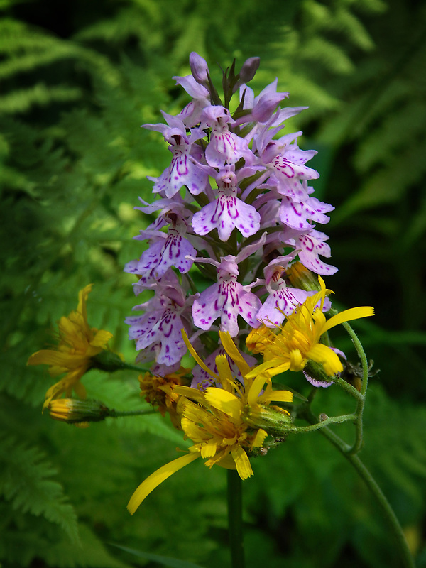 vstavačovec fuchsov pravý Dactylorhiza fuchsii subsp. fuchsii (Druce) Soó