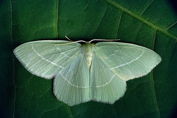 piadivka plamienková (sk) / zelenopláštník plaménkový (cz) Hemistola chrysoprasaria (Esper, 1795)