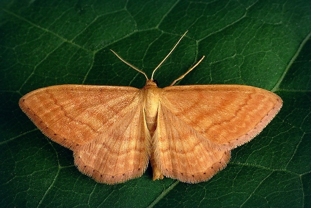 piadica okrová (sk) / žlutokřídlec okrový (cz) Idaea ochrata (Scopoli, 1763)