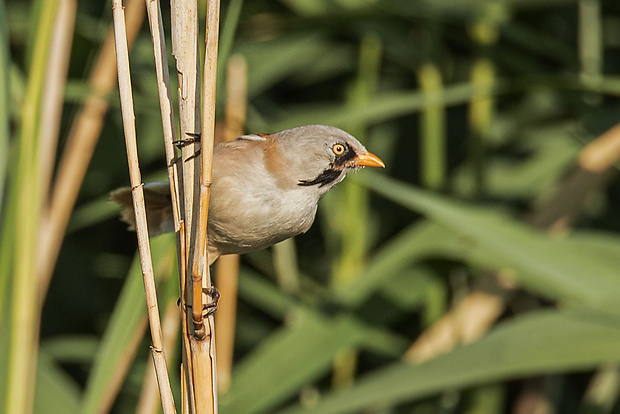 fúzatka trstinová  Panurus biarmicus