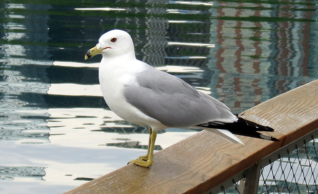 čajka obrúčkozobá larus delawarensis