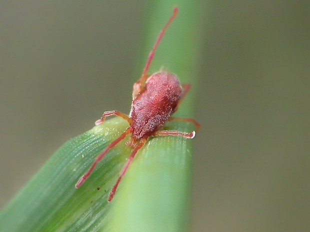 roztoč Allothrombium sp.