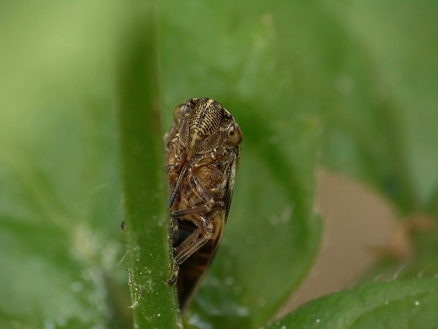 peniarka jelšová Aphrophora alni