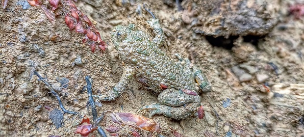 kunka žltobruchá Bombina variegata