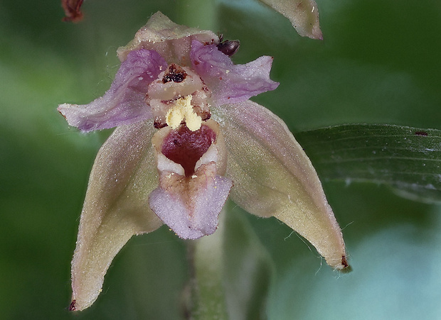 kruštík Epipactis sp.