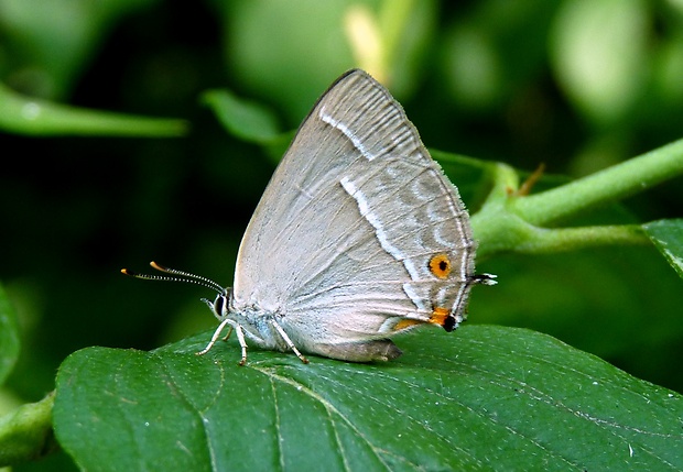 ostrôžkár dubový Favonius quercus