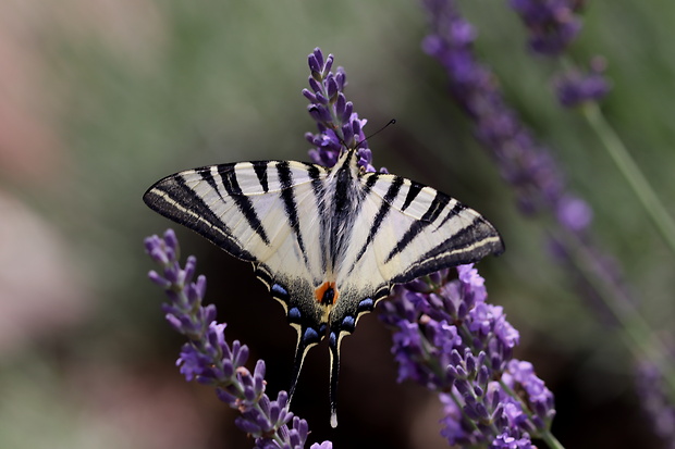 vidlochvost ovocný  Iphiclides podalirius