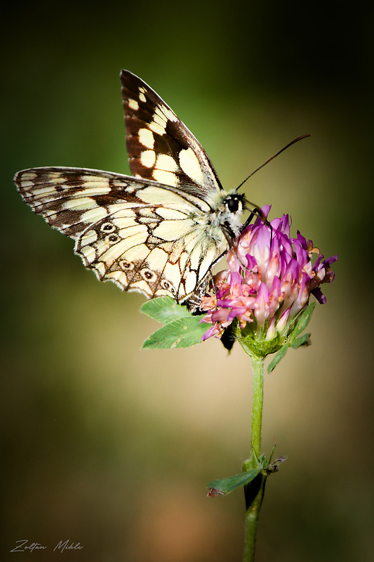 očkáň timotejkový Melanargia galathea