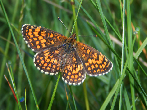 hnedáčik skoroceľový Melitaea athalia