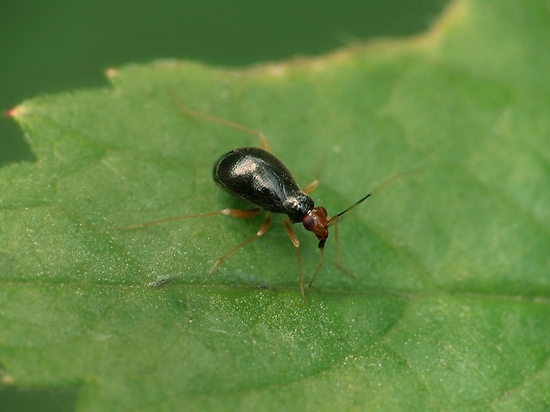 bzdôška Orthonotus rufifrons