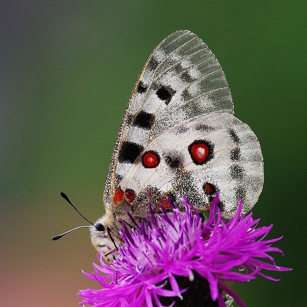 jasoň červenooký Parnassius apollo