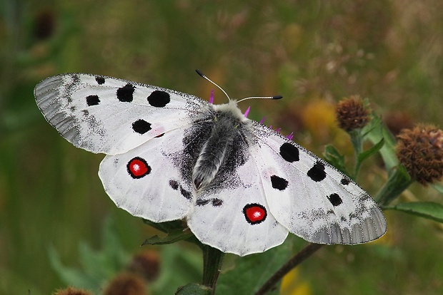 jasoň červenooký Parnassius apollo