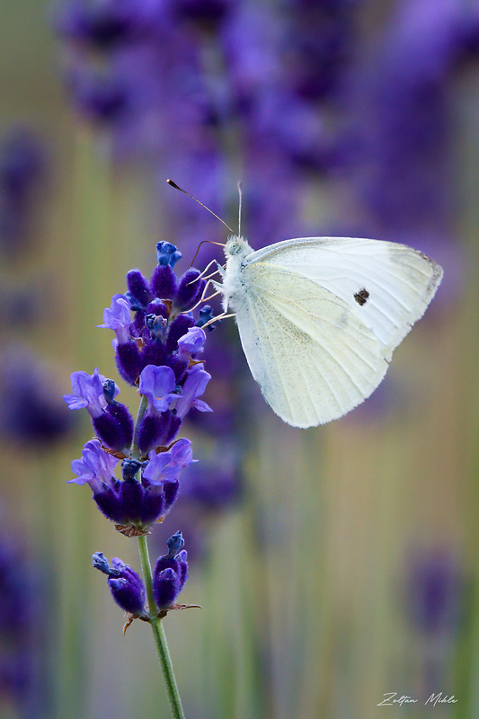 mlynárik kapustový Pieris brassicae