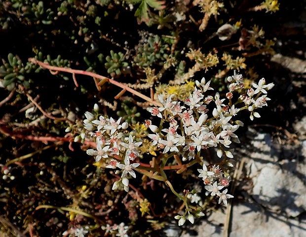 rozchodník biely Sedum album L.