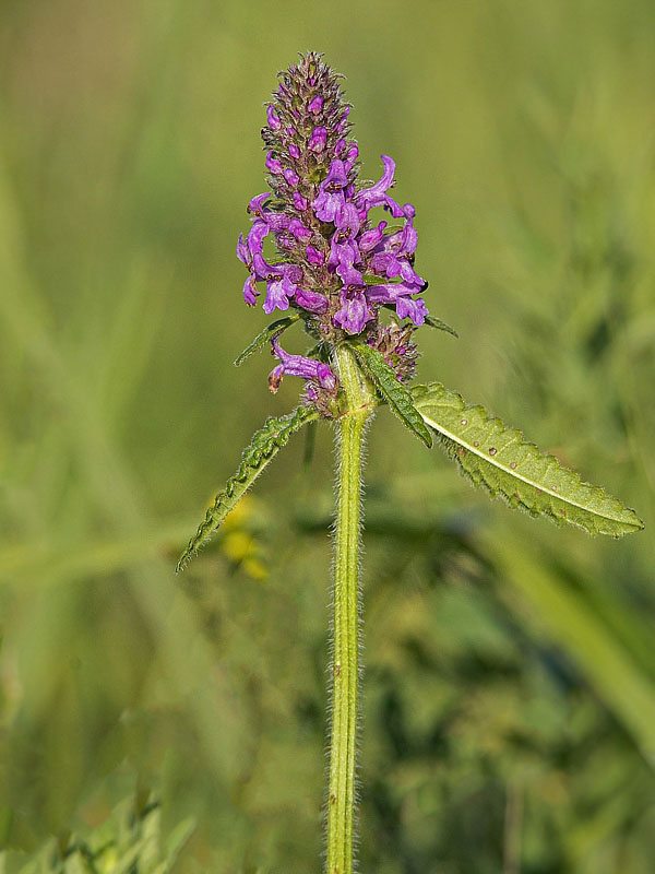 betonika lekárska Betonica officinalis L.