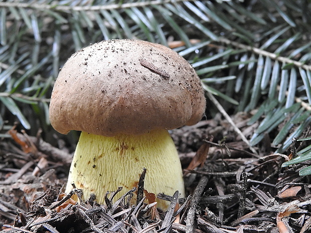 hríb príveskatý Butyriboletus appendiculatus (Schaeff. ex Fr.) Secr.