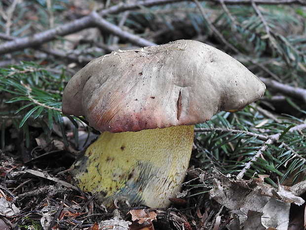 hríb sivoružový Butyriboletus roseogriseus (J. Šutara, M. Graca, M. Kolarík, V. Janda & M. Kríž) Vizzini & Gelardi