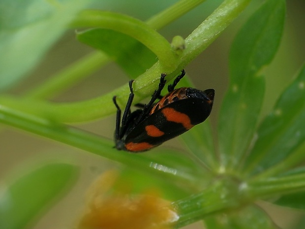 peniarka nížinná Cercopis sanguinolenta