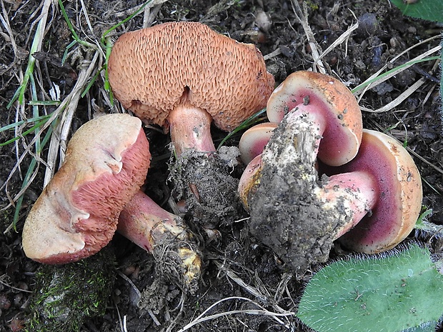 rubínovec obyčajný Chalciporus rubinus (W.G. Sm.) Singer