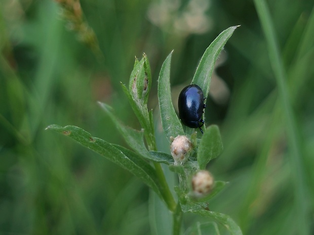 liskavka Chrysolina varians