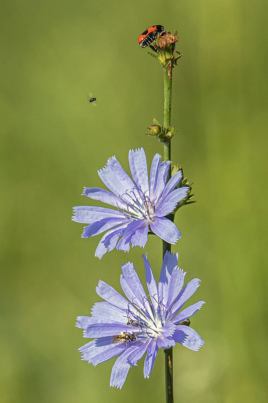 čakanka obyčajná Cichorium intybus L.