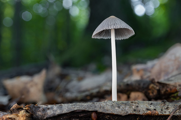 hnojník Coprinellus sp.