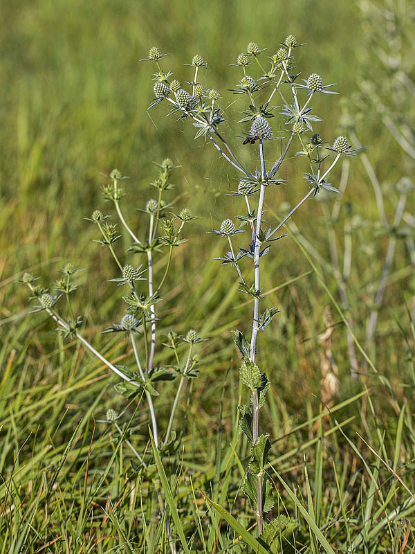 kotúč modrastý Eryngium planum L.