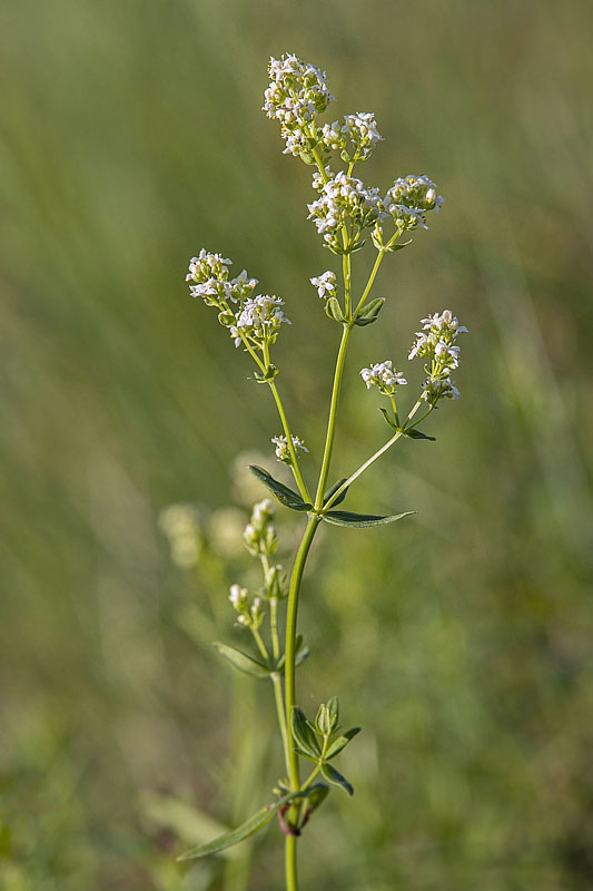 lipkavec severný Galium boreale L.