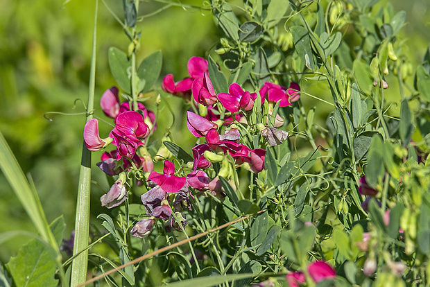 hrachor Lathyrus sp.